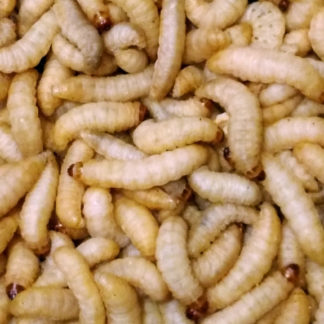 Waxworms