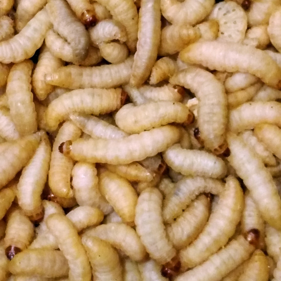 Waxworms – 1000 (4 tubs of 250) Behind 7 days. You will receive an email  when order ships – CritterGrub